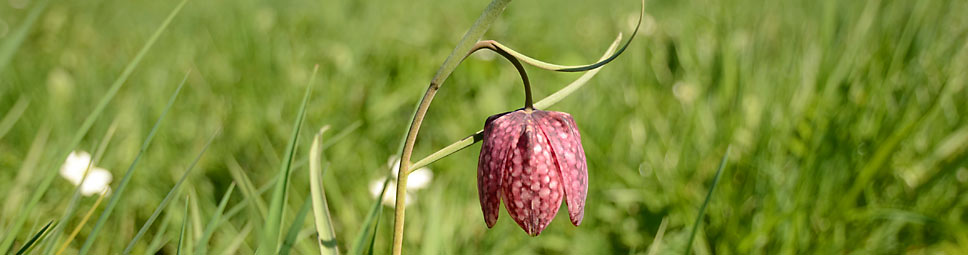 Eine blühende Schachblume im Sinntal