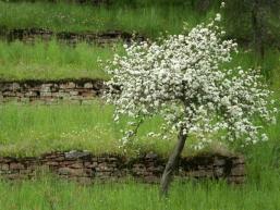 Obstblüte in alten Weinbergen